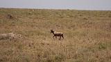 TANZANIA - Serengeti National Park - 030 Antilope Topi